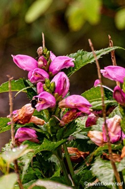 Plants in flower