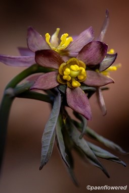 Flowers and unopened leaves