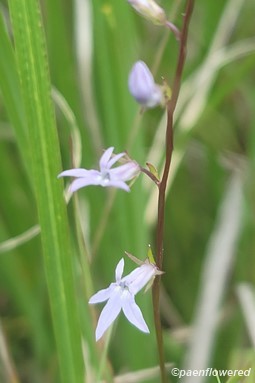 Serpentine ecotype flowers