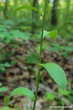 Mid-stem leaves