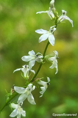 Forest ecotype flowers