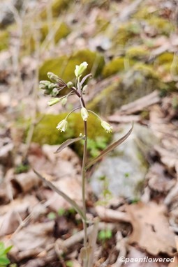 Plant in flower