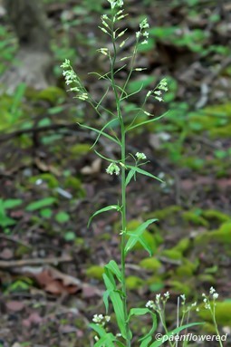 Plant in flower
