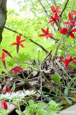 Plant form & habitat