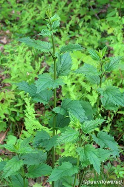 Plant (vegetative)