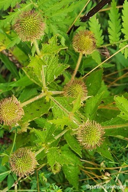Early fruit