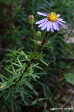 Flaxleaf stiff aster