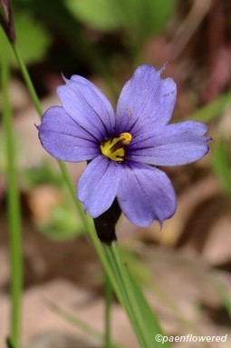 Needle-tipped blue-eyed-grass