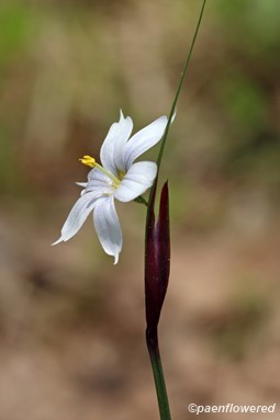 Albino flower