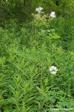 Tall meadow-rue habitat