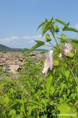Plant in flower in habitat