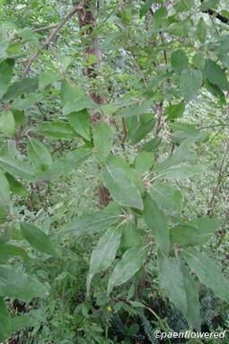 Leaves