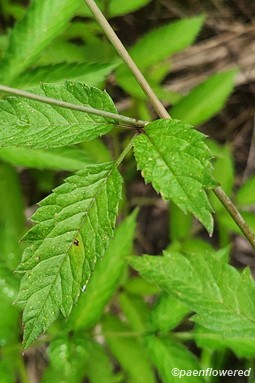 Leaf attachment