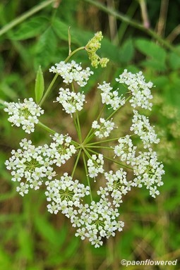 Inflorescence