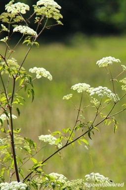 Water Hemlock