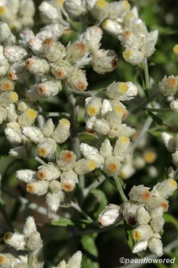 Close-Up of flowering heads