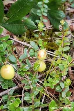 Fruits and leaves