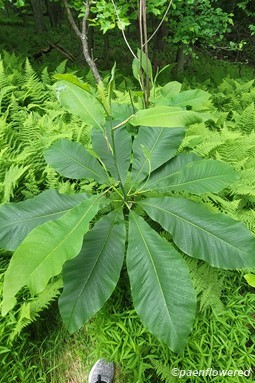 Young tree