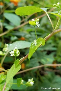 Flowers and leaves
