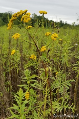 Plant form & habitat