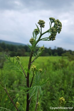 Flower buds