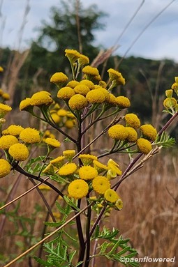 Plant in flower