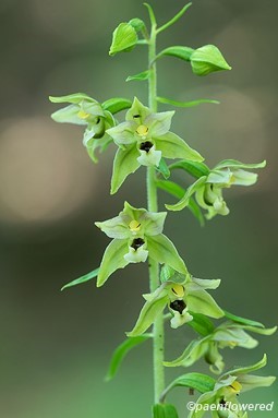 Epipactis