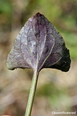 Leaf with purple abaxial surface (underside)