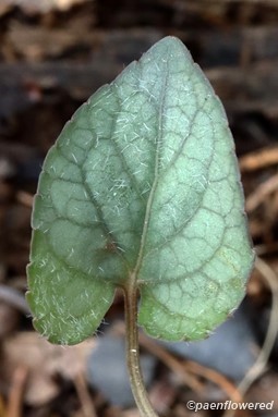 Mottled leaf with adaxial strigose hairs
