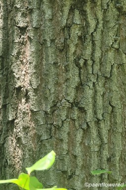 Bark