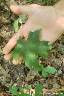 Leaf