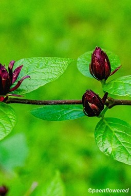 Calycanthus