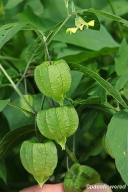 Nodding flower and inflated fruit