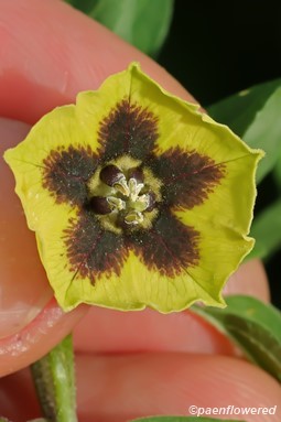 Flower details