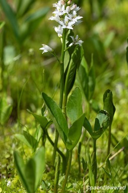 Plant in flower