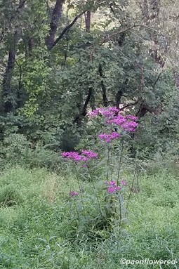 Ironweed habitat