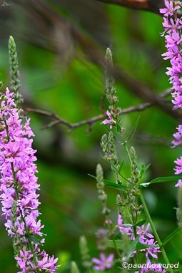Plants in flower