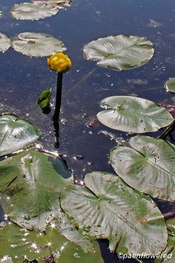 Floating leaves and emergent flower