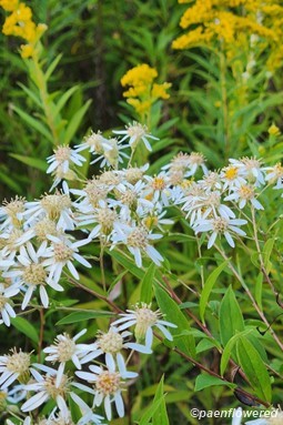 Plant in flower