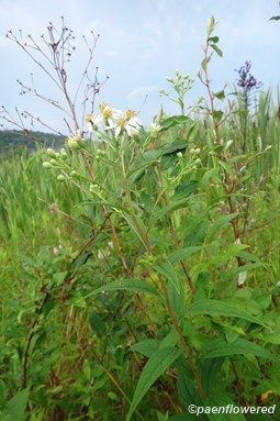 Plant form and habitat