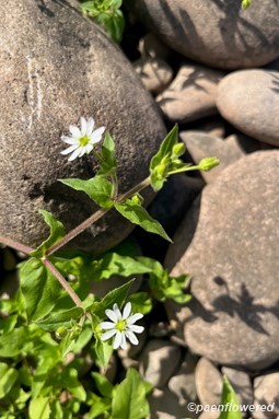 Flower form and hairy stems
