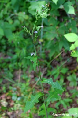 Plant in flower