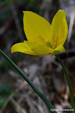 Wild Tulip