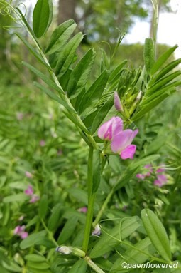 Flowers and leaves