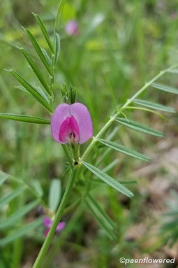 Vetch flower
