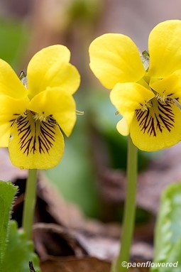 Roundleaf Violet Violet - Flora of Pennsylvania