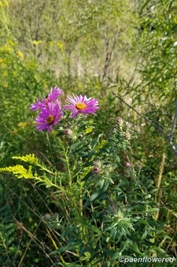 Plant form & habitat