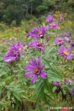 New England aster