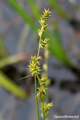 Culms with spikelets
