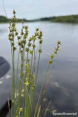 Plant form